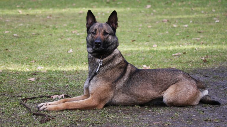 Inbreker kan zich in tuin niet verstoppen voor politiehond