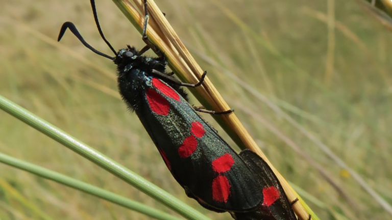 Vlinderwandeling in Bergense duinen ?