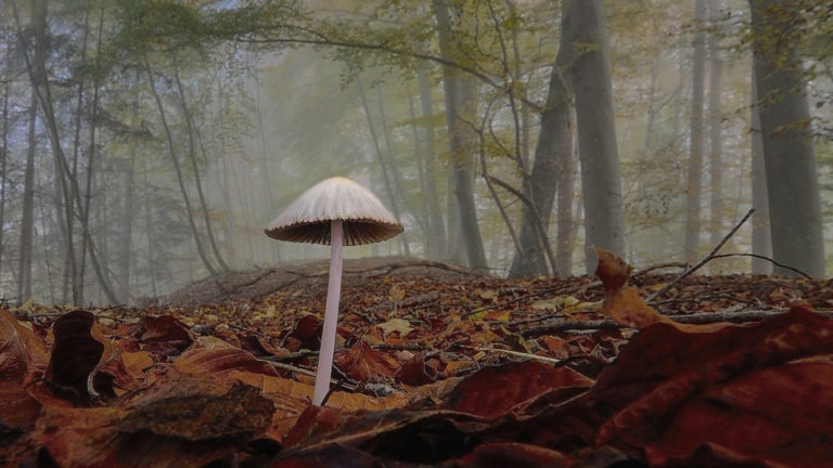 Workshop natuurfotografie in Schoorlse Duinen ?