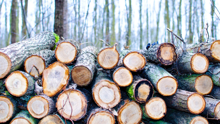 Kap van zieke bomen langs N245 van start