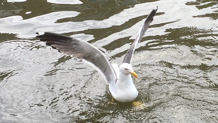 Veel stadsdieren zijn verliezers in deze coronatijd, padden juist grote winnaars