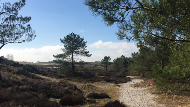 Duingebied gortdroog, politie en Staatsbosbeheer benadrukken verbod op vuur