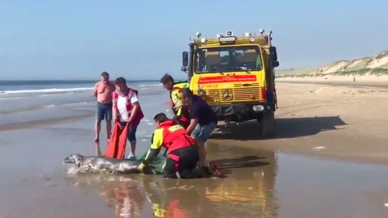 Zeehondenwachters langs kust en minder vaak opvang na akkoord