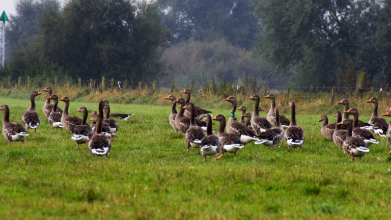 Provincie vergoedt voortaan minder landbouwschade door ganzen