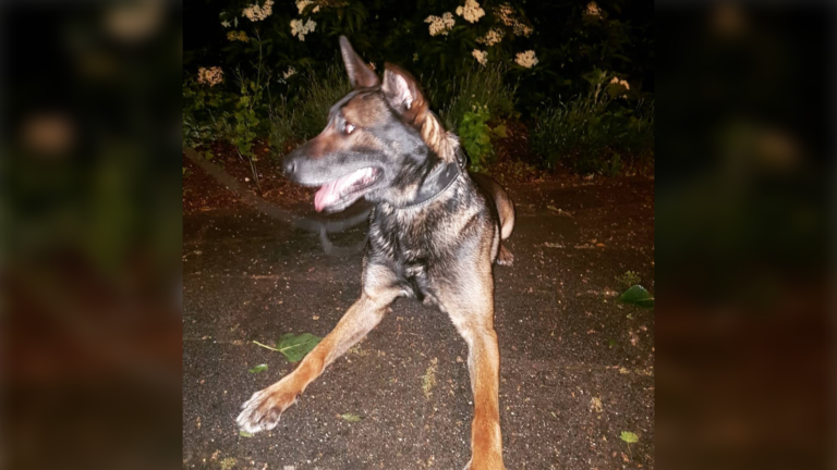 Door politiehond gevonden en na achtervolging gecrashte bestuurder blijkt stalker