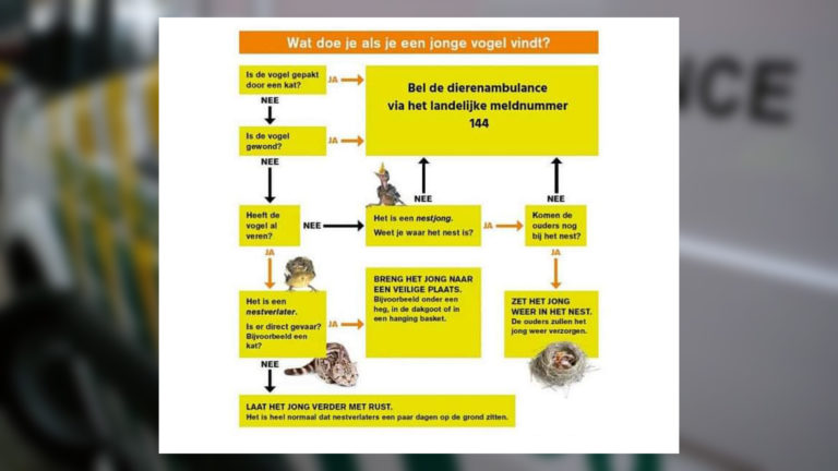 Dierenambulance overspoeld met belletjes over vogeltjes: “Vaak niet nodig”