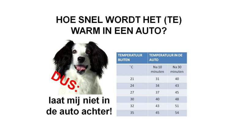 Politie waarschuwt maar weer eens: bij warmte hond niet in de auto achterlaten