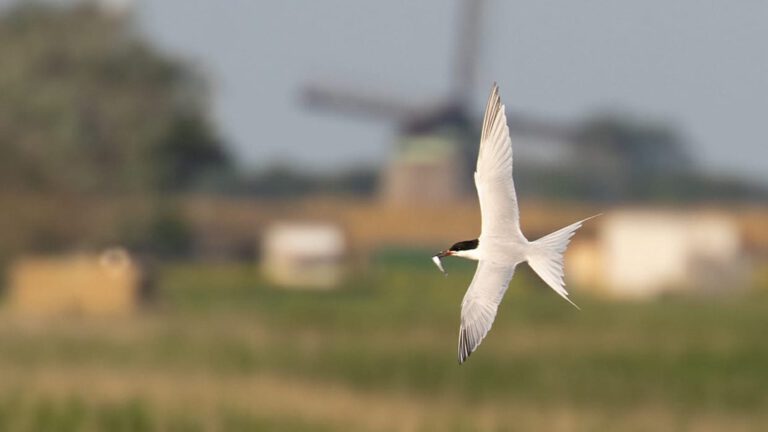 Vogelaars massaal naar De Putten bij Camperduin voor zeldzame ’Sterna dougallii’