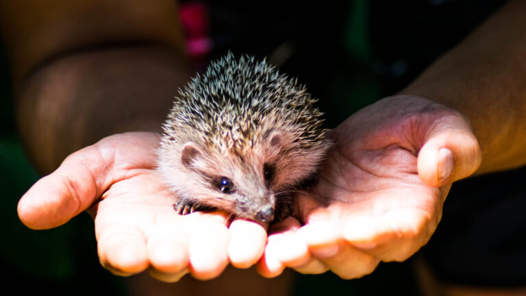 Provincie ondersteunt opvangcentra voor wilde dieren met twee ton