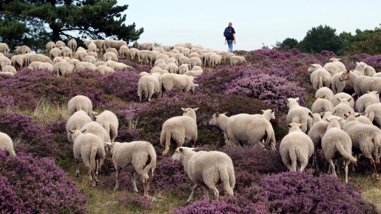 Minder stikstof in Schoorlse Duinen via uitkoop boerenbedrijf door provincie