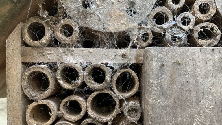 Voor tien euro insectenhotels bouwen bij De Schaapskooi 🗓
