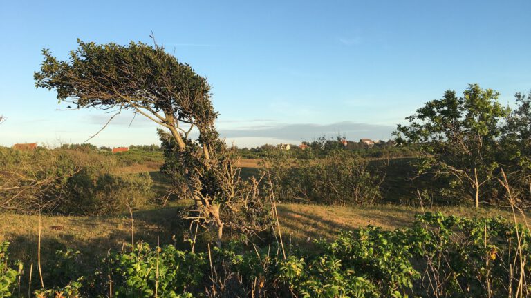 Dichters duiken op met openlucht poëzie Duur Natuur in Bergen aan Zee 🗓