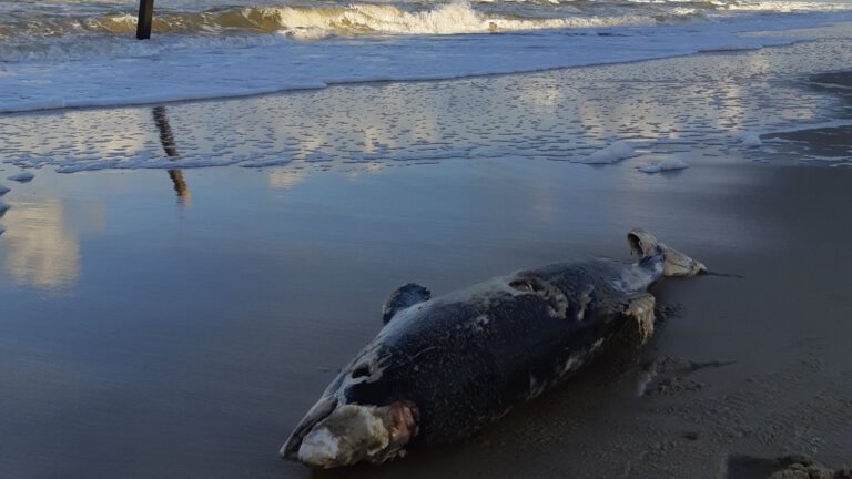 Bruinvis spoelt aan op strand Egmond-Binnen