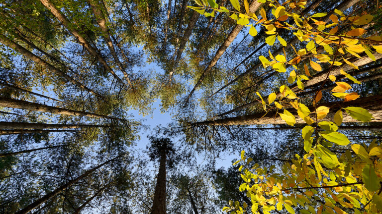 Provincie ‘not amused’ nu Duinstichting Nationaal Park wil maken van Schoorlse Duinen