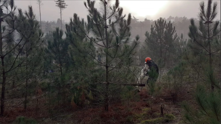 Vijftig Schoorlse ‘kerstbomen’ vinden weg naar kerken en instellingen