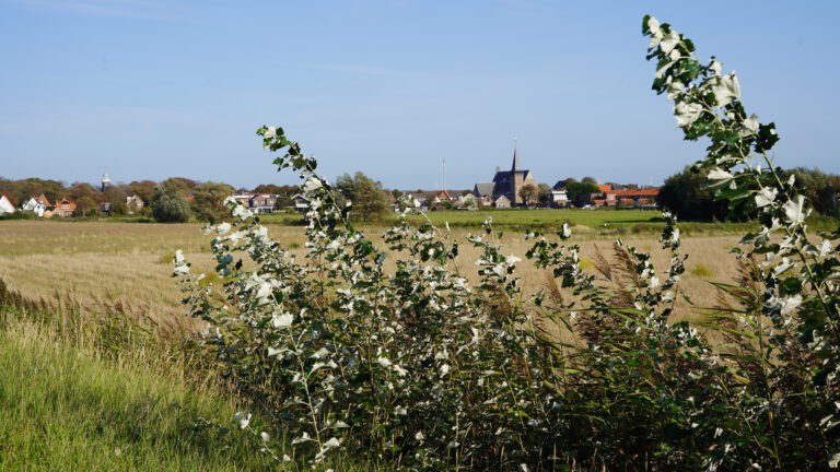 Natuurorganisaties verzetten zich tegen woningbouw aan dorpsranden Egmond