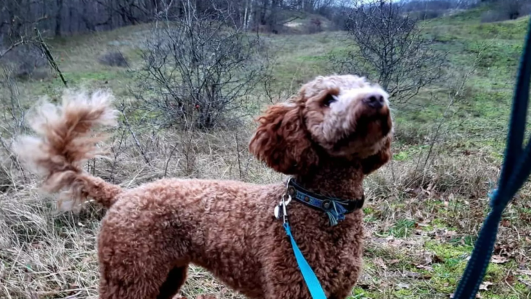 ‘Lieve’ scoort meer dan kwart van de stemmen voor leukste hond