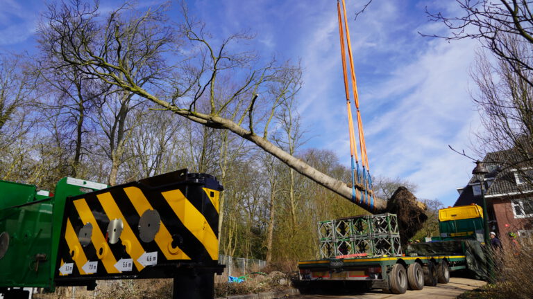 Noordwest Ziekenhuis verhuist bomen van Westerhout naar nieuwe stek