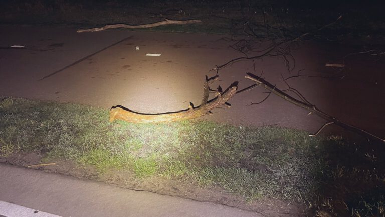 “Egmondse jeugd dumpt boomstronken en takken op Egmonderstraatweg: “stop hier aub mee!!!”