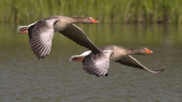 Ondanks ophef rondom broedseizoen is het aantal nesten van de gans bijna verdubbeld