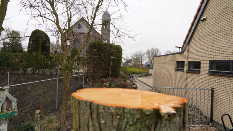 Nieuwe boom en nieuw bankje bij Caminopaadje in Heerhugowaard De Noord