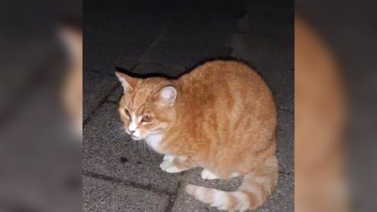Jonge mishandelaar van kat meldt zich met vader bij Waardse politie