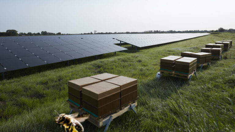 Weilanden tussen Koedijk en Bergen blijven belangrijkste kandidaat voor zonneweides
