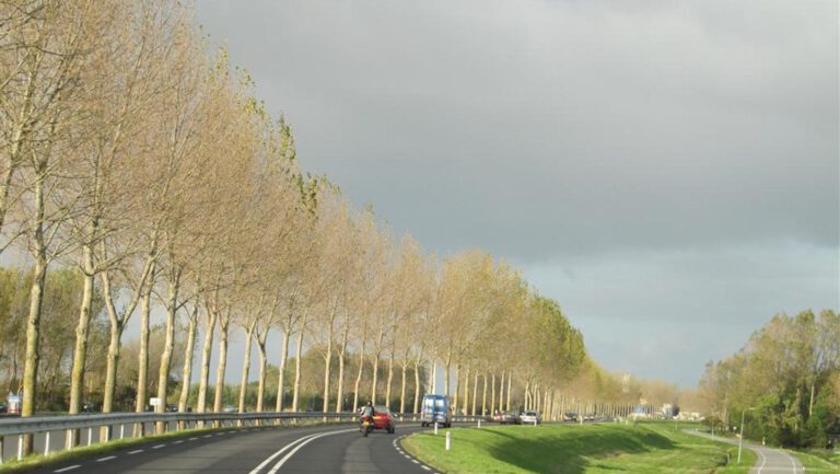 500 populieren langs Westdijk Schermer worden komende tien jaar gekapt