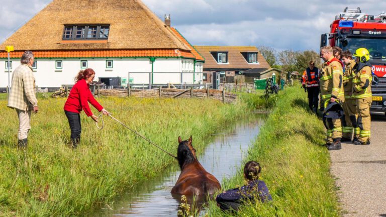 Paard in sloot komt er pas uit met hulp van brandweer en omstanders