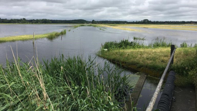 Veel oogst in regio verloren na extreme regenval: “Pompen heeft nauwelijks zin”