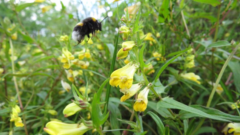 IVN hervat natuurwandelingen op zoek naar hengel en hommels in duingebied Bergen 🗓