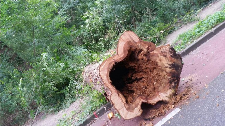 Iepziekte in Alkmaar; gemeente laat zieke bomen kappen