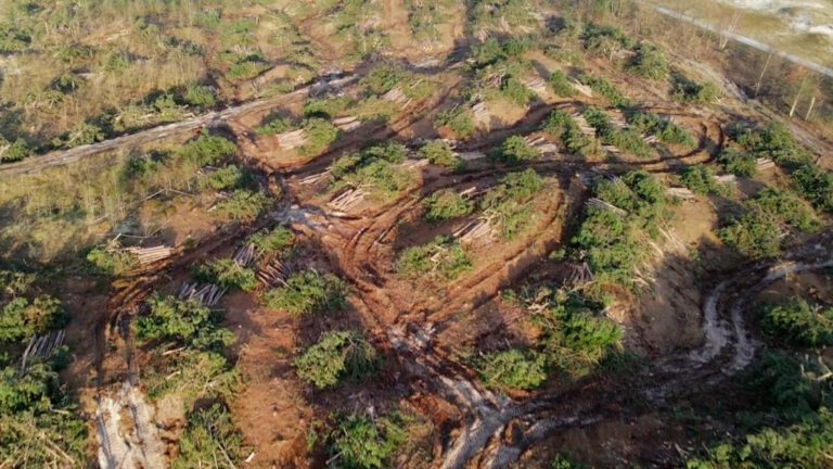 Duinstichting luidt voorbarig alarmklok over kap bossen in Schoorlse Duinen