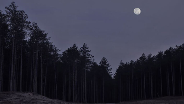 Vollemaanwandeling Schoorlse Duinen al helemaal volgeboekt