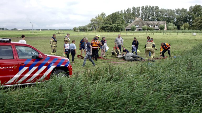Paard met vereende krachten gered uit sloot langs Smeerlaan in Schoorl