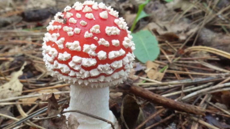 Tekenen van de herfst ontdekken rond de Schaapskooi op 12 september 🗓