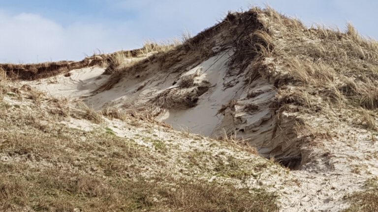 Mee met gids Hans Stapel voor een duinwandeling vanaf Heemtuin Parnassia 🗓