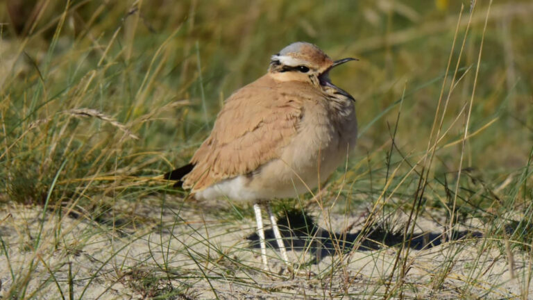 ‘Ontzettend zeldzame’ renvogel in Bergense duinen gespot