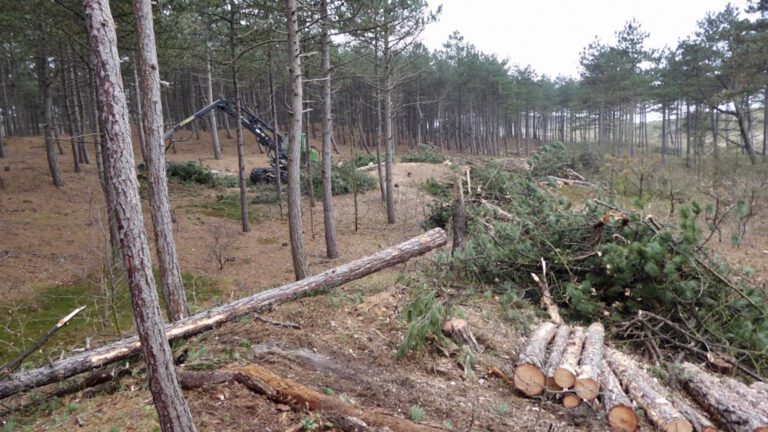 Gratis uitleg van Staatsbosbeheer bij kap Dr. Van Steijnbos 🗓