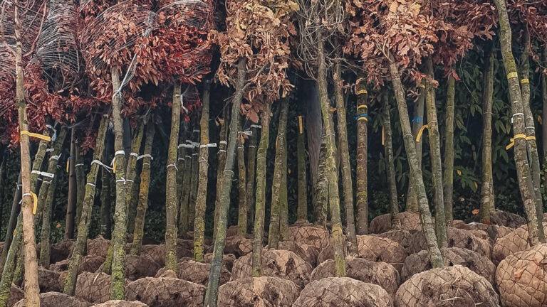 Plantseizoen volop aan de gang; 50 bomen voor de Alkmaarderhout