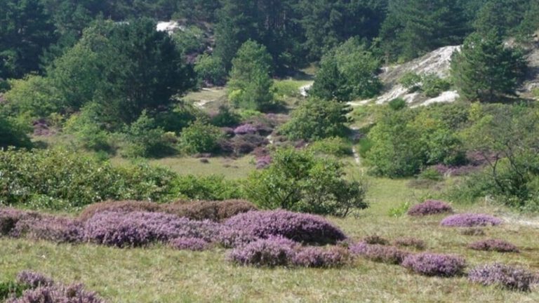Nog plekken voor workshop fotografie in Schoorlse Duinen 🗓