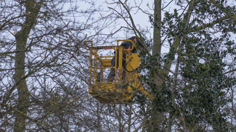 Provincie vervangt onveilige bomen langs N-wegen in regio Alkmaar