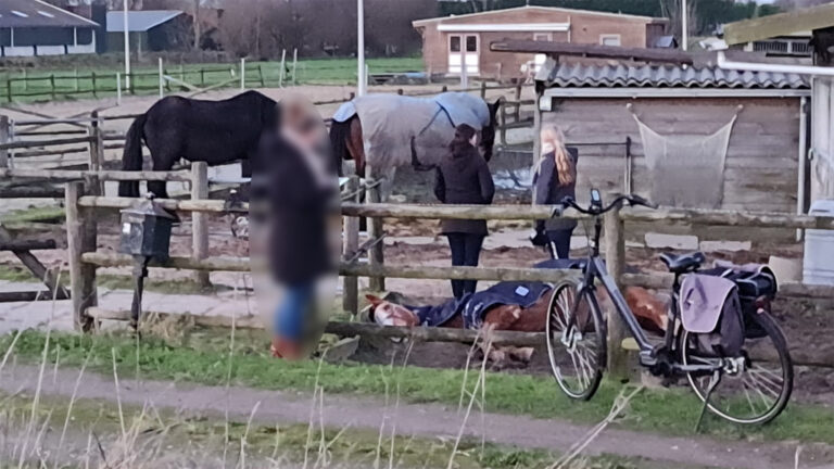 Paardeneigenaar wordt verhoord na ‘uit lijden verlossen’ van paard