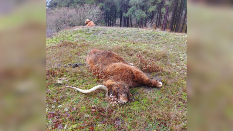 Schotse Hooglander in duinreservaat gered uit benarde positie