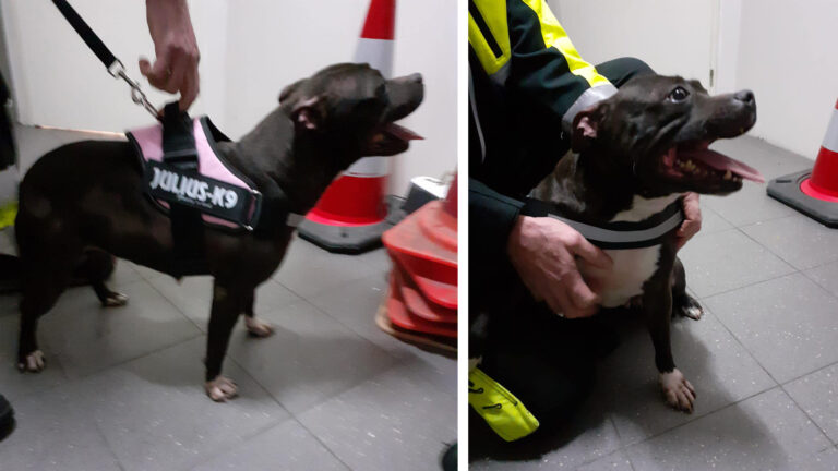 Hond aan boom op uitlaatveld in Zuid-Scharwoude, baasje nergens te vinden