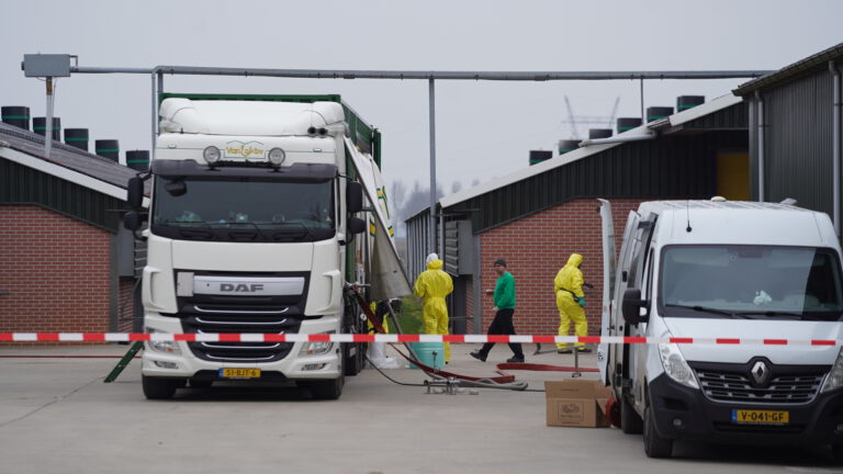 Opnieuw uitbraak vogelgriep in Grootschermer: 170.000 kuikens geruimd