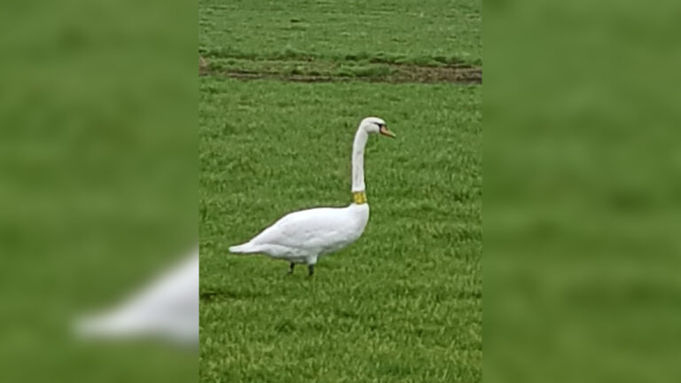 Dierenambulance Alkmaar: niets aan de hand met zwanen met gele nekband