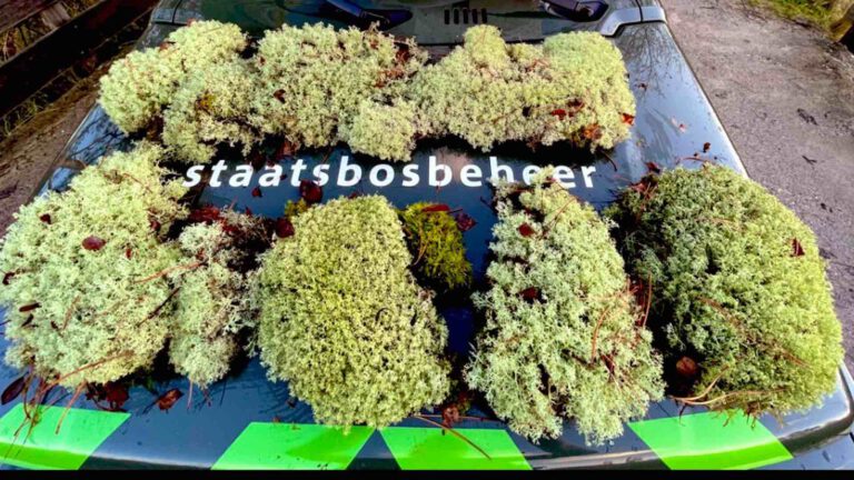 300 euro boete voor plukken rendiermos in Schoorlse Duinen