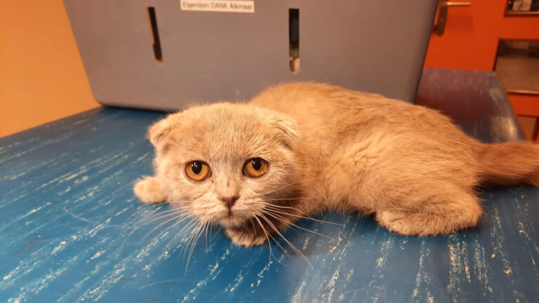 Verzwakte kitten overleden die was gevonden in doos op hoek Dr. Schaepmankade