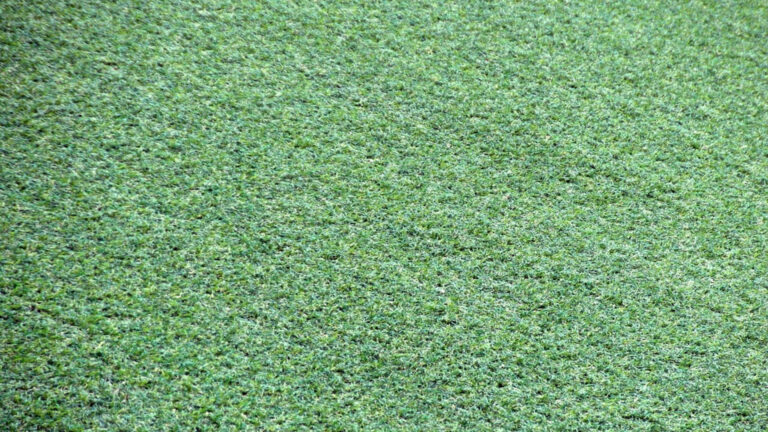Kunstgras voor in de tuin [Advertorial]